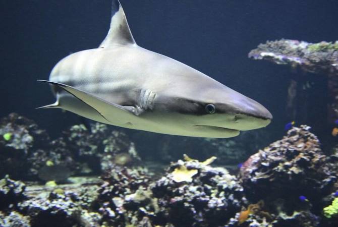 Американские ученые обнаружили акул-вегетарианцев