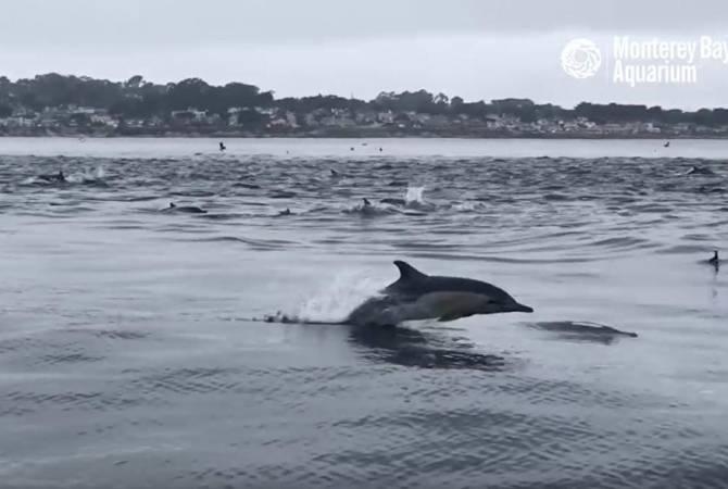 На видео попала массовая охота дельфинов у побережья Калифорнии
