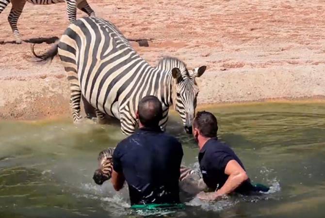 В Испании работники зоопарка спасли новорожденную зебру от утопления