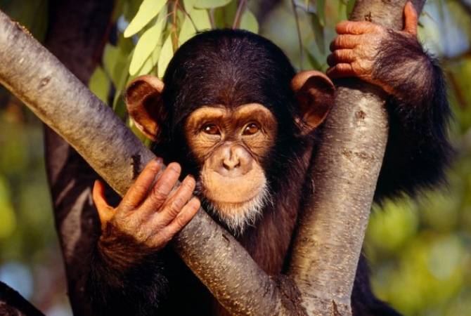 Маленькие дети используют те же жесты, что и шимпанзе, выяснили ученые