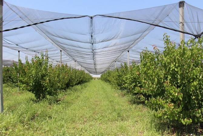 Վանաձորում ստեղծված արտադրամասը ֆերմերներին կապահովի մատչելի 
կարկտապաշտպան ցանցերով