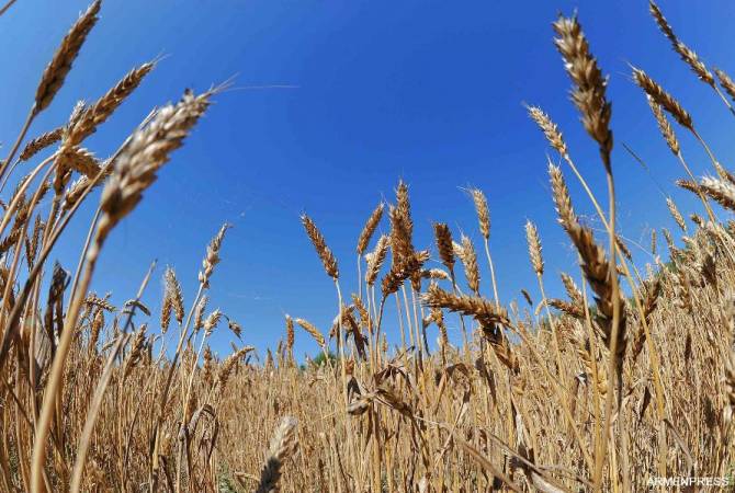 В  Грузии запрет на ввоз грузов  зерновых отсрочен до 1 октября 