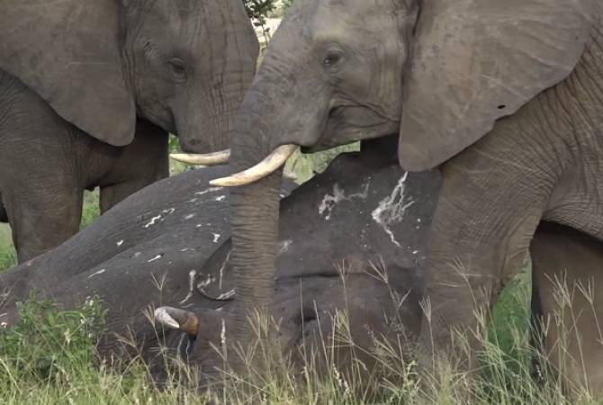 Что случается с огромным слоном после его смерти в дикой природе – видео