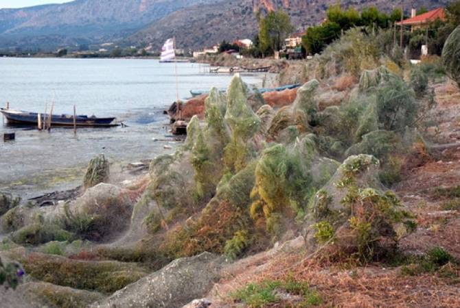 Часть города в Греции окутало густой паутиной