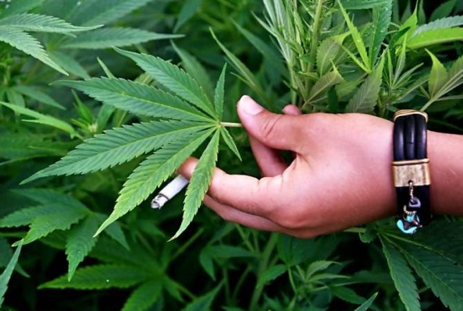 Etchmiatsin PD’s vice squad discovers major cannabis farms 
