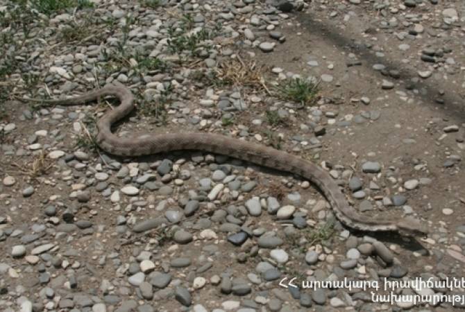 Փրկարարները հայտնաբերել են օձին և տեղափոխել անվտանգ տարածք
