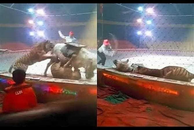 Тигр и лев напали на лошадь прямо на цирковой арене – шокирующее видео