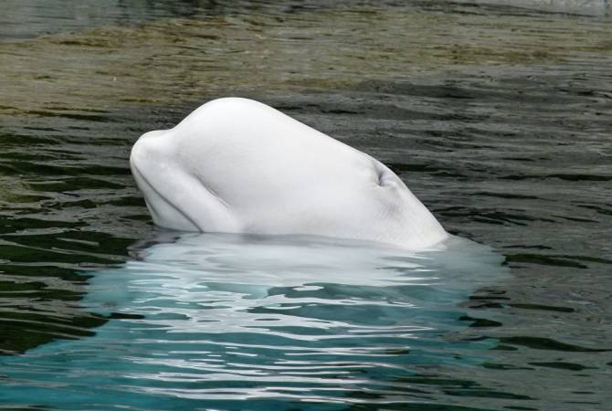 Жители Лондона заметили в Темзе кита-белуху