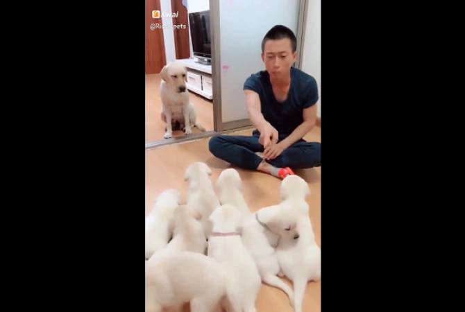 Собака защищает своих щенков от злого хозяина – милое видео