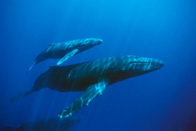 У берегов Австралии спасли запутавшегося в сетях детеныша кита