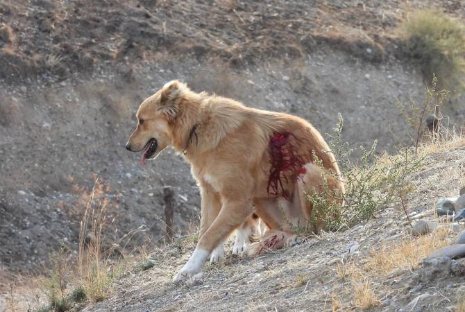 Service dog of Artsakh army wounded in Azerbaijani military sniper fire 