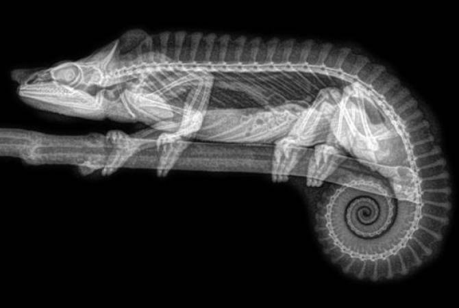 Зоопарк в Орегоне опубликовал рентгеновские снимки животных