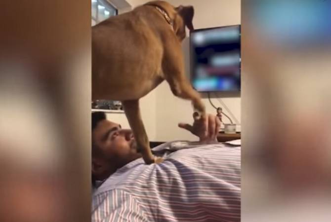 Ревнивая собака хочет внимания и выбивает телефон из рук хозяина – видео