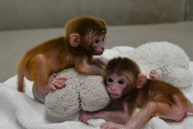 В Кении нашли останки самой маленькой обезьяны в мире