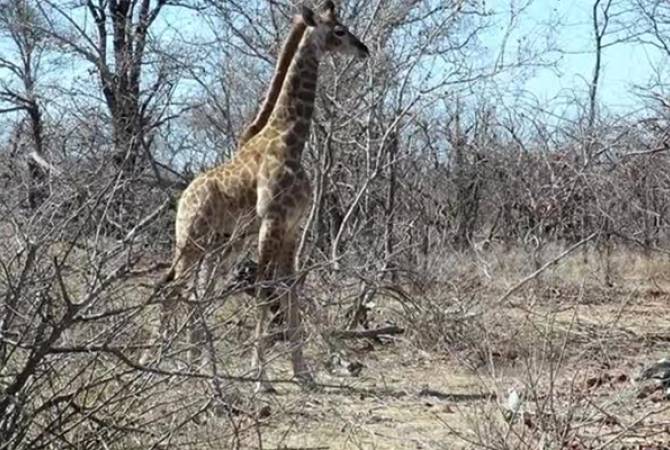 Жирафиха остановила гиен и спасла раненого детеныша