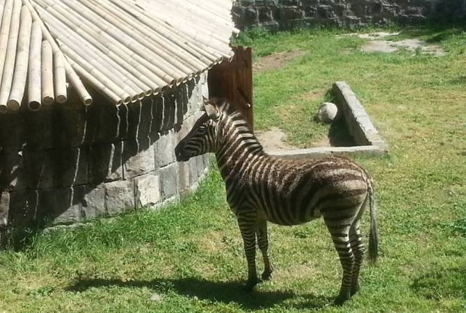 Zebra was poisoned deliberately, claims Yerevan Zoo director amid investigation 