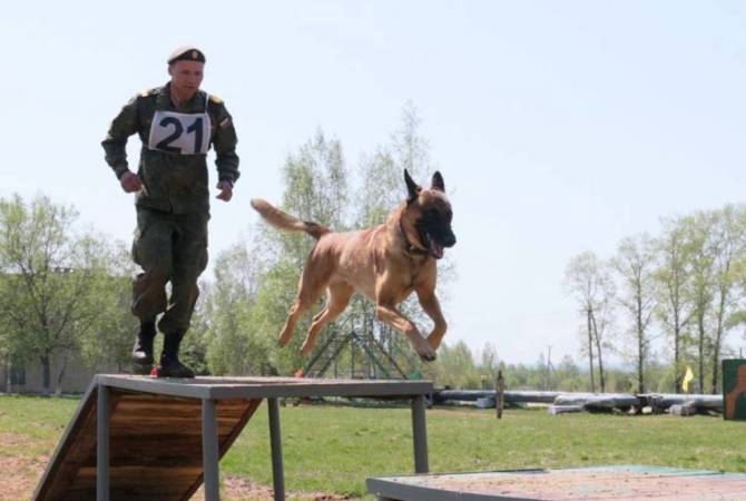 В Армении началась подготовка военных кинологов ЮВО и дрессировка караульных собак


