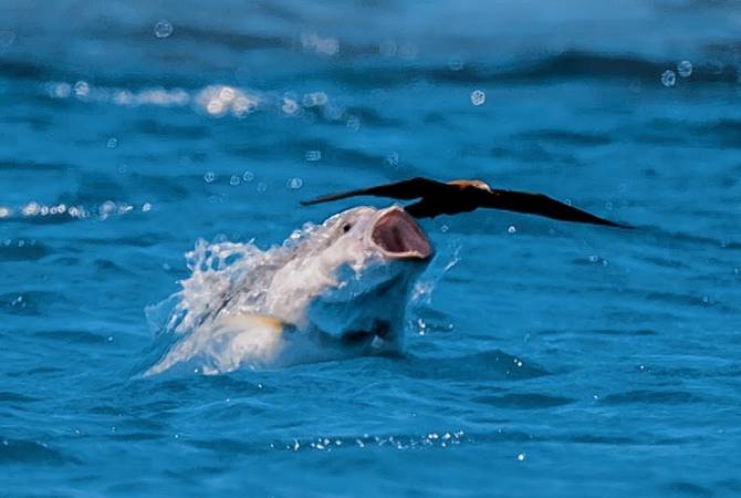 Ինչպես Է ձուկը թռչուն որսում. անհավատալի տեսանյութ
