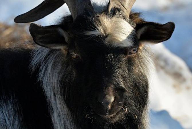 В Сербии хозяева зажарили козу, съевшую 20 тысяч евро

