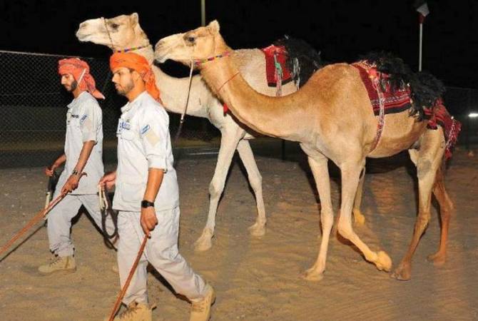 СМИ: полиция Абу-Даби будет патрулировать улицы на верблюдах