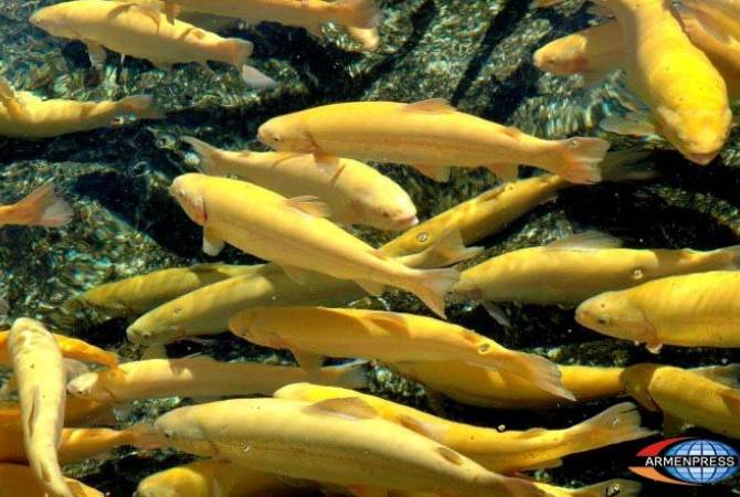 Failure to tackle illegal fishing might cause irreversible consequences, warns Armenian Fishery 
and Hydro-Ecology Center