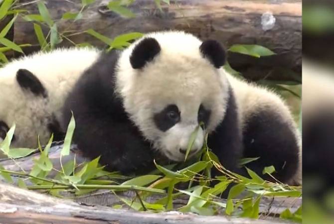 Панд близнецов показали в Китае