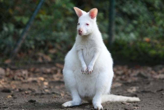 Во Франции родился редкий кенгуру-альбинос