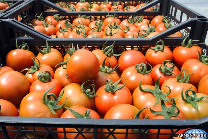 Importers abused individual luggage weight limit to smuggle vast amount of tomatoes from 
Turkey for commercial reasons, tax authorities warn of harsh measures 
