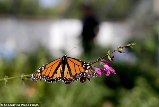 Зоологи США сообщили о почти 90-процентном вымирании бабочек-монархов