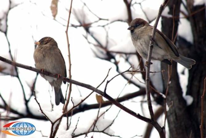 Air temperature to increase by 5-6 degrees in Armenia