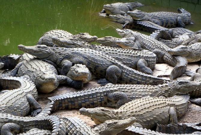 В Армению будут завезены крокодиловы яйца