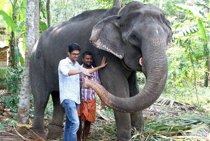 В Индии умер один из самых старых слонов в мире
