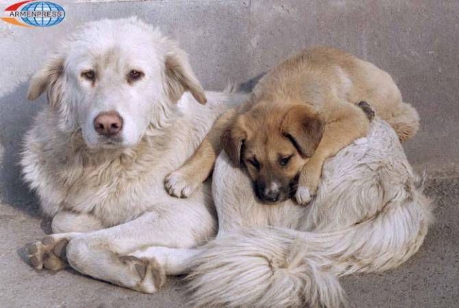 Քաղաքապետարանը 2019-ին նախատեսում է ստերջացնել Երևանում թափառող էգ 
շների շուրջ 75 տոկոսը
