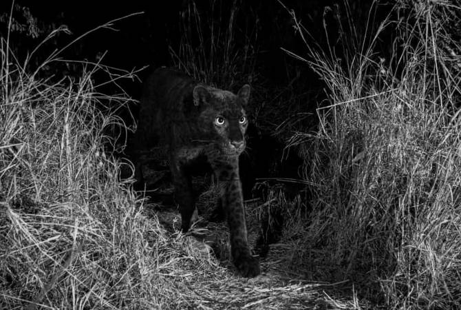 Британский фотограф сделал второй в истории снимок черного леопарда