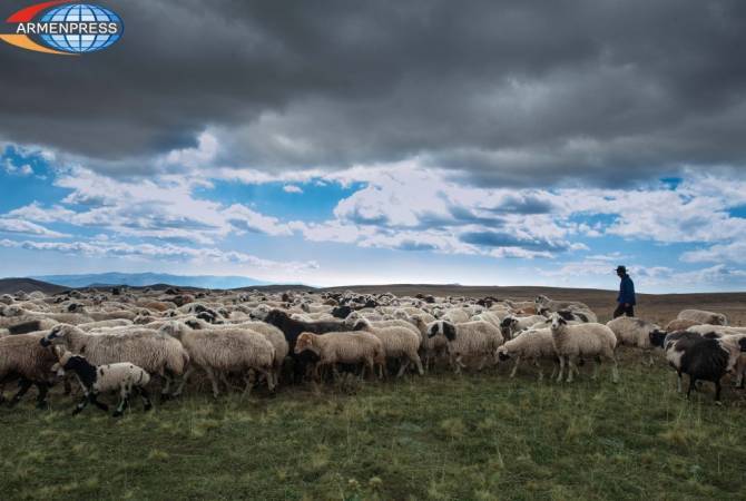 Правительство Армении должно разработать механизмы экспорта мяса и живого скота: 
есть потенциал для экспорта 50 тысяч ягнят в месяц