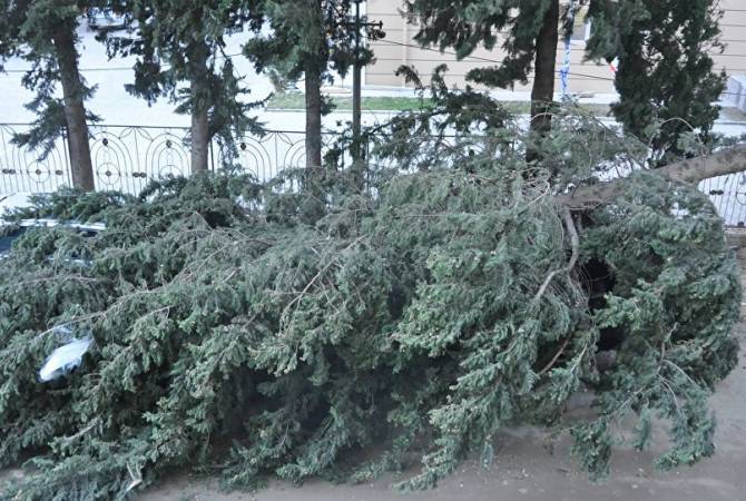 Ветер сорвал крышу с завода и повалил деревья - что происходит в Тбилиси