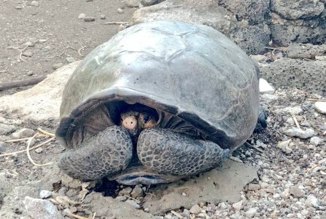 На Галапагосах нашли гигантскую черепаху, вид которой считали вымершим 100 лет