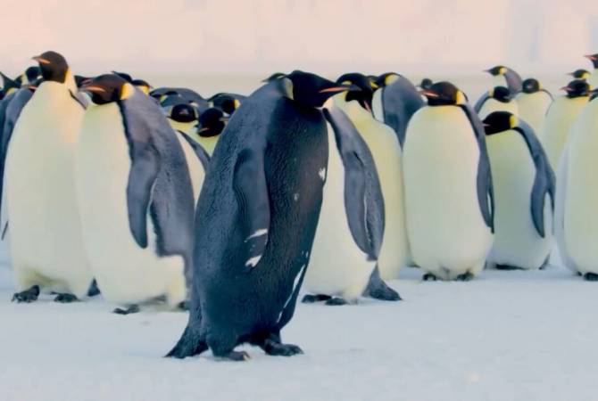 Редчайшего черного пингвина запечатлели на камеру