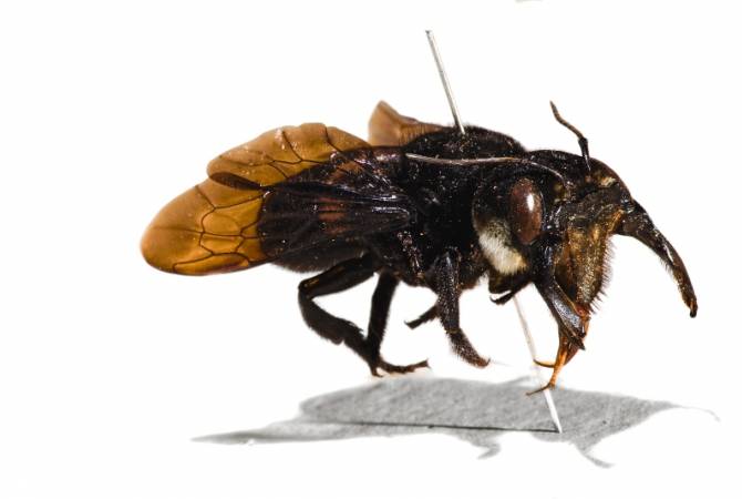 Самую большую пчелу в мире искали 38 лет и нашли