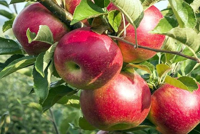 Интенсивный яблоневый сад в Ддмашене обеспечит сотни рабочих мест