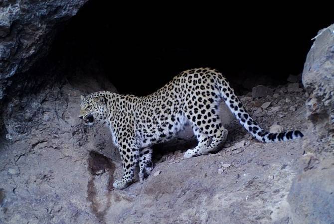 Rangers take a video of rare Caucasian Leopard in Armenia