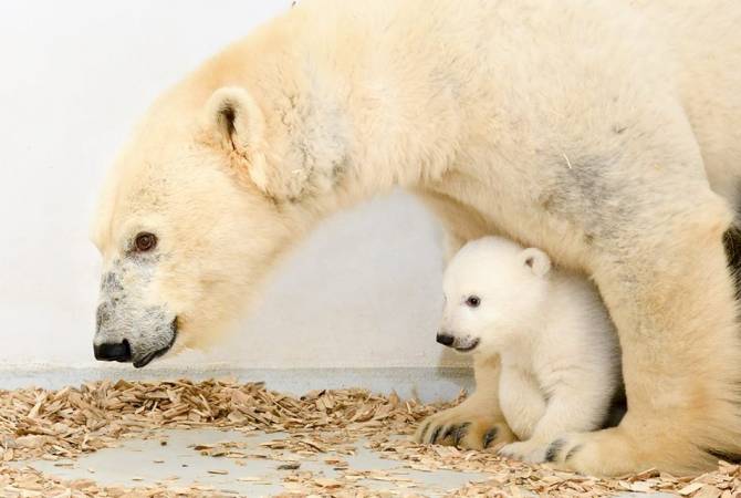 Белое чудо - видео маленького медвежонка в берлинском зоопарке