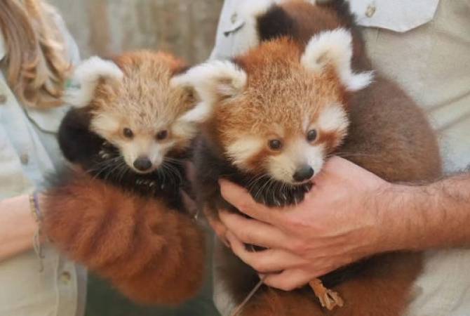 Трех детенышей красной панды показали публике в зоопарке Сиднея