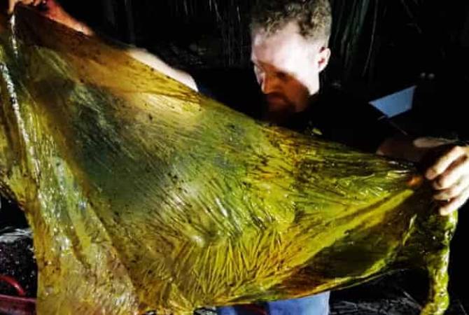 В желудке мертвого кита на Филиппинах нашли 40 килограммов пластиковых пакетов