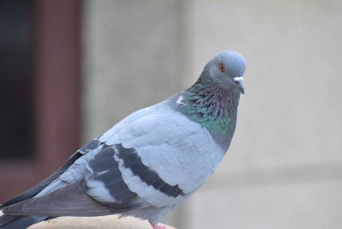 Почтового голубя продали во Фландрии более чем за миллион евро