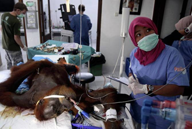 В Индонезии орангутан выжил после 74 пулевых ранений, пишут СМИ

