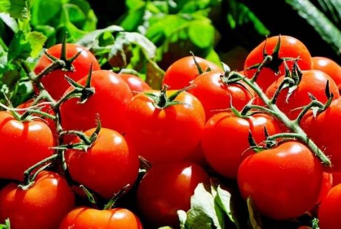 Минсельхоз предложил в три раза увеличить квоту на ввоз томатов из Турции