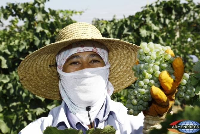 Правительство РА окажет содействие высадившим виноградники и фруктовые садов на участках от 0,5 до 10 га