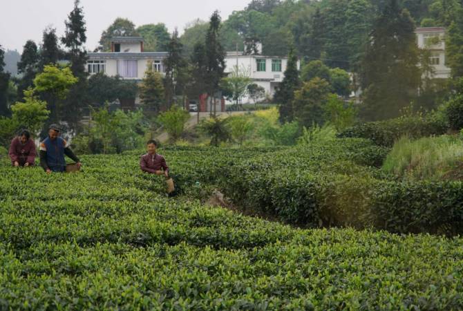Tibetan tea company ready to cooperate with CIS countries, including Armenia