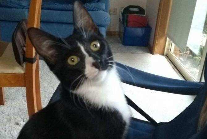 В Австралии котенок выжил после получасовой стирки в машинке